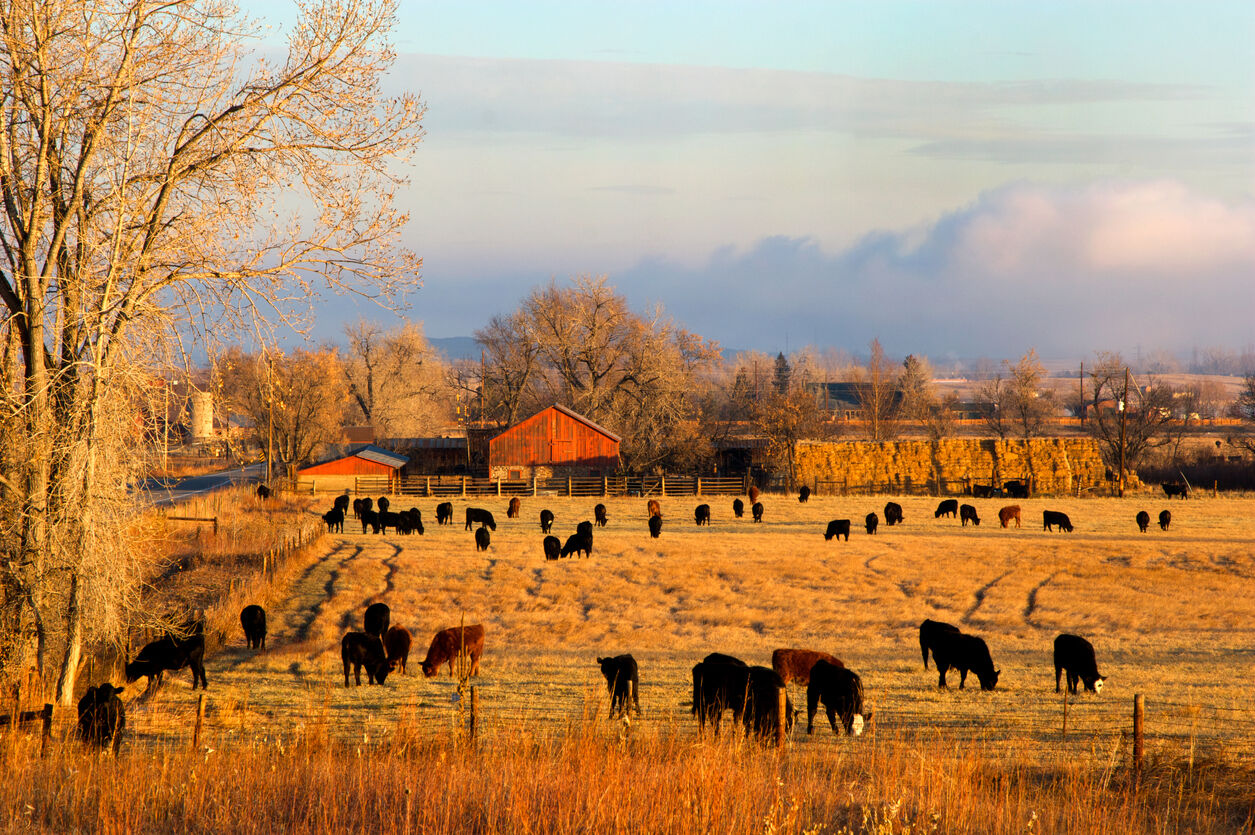 Morning Farm Scene